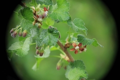 Ribes × nidigrolaria