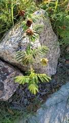 Desmanthus illinoensis
