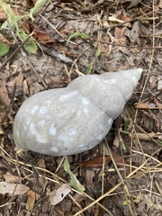 Lissachatina fulica