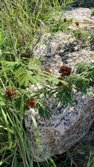Desmanthus illinoensis