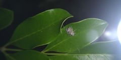 Cytaea