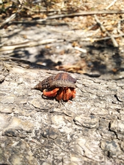 Coenobita violascens