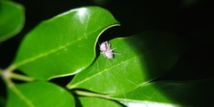 Cytaea