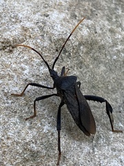 Acanthocephala terminalis