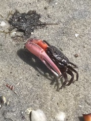 Austruca occidentalis