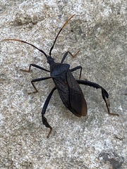 Acanthocephala terminalis