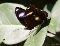 Hypolimnas bolina