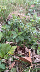 Euphorbia amygdaloides