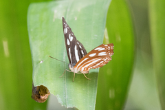 Phaedyma columella singa