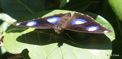 Hypolimnas bolina