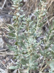 Atriplex confertifolia