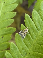 Bothriocera