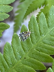 Bothriocera