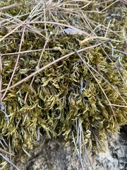 Homalothecium sericeum