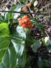 Arum maculatum