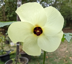 Abelmoschus esculentus