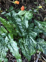Arum maculatum