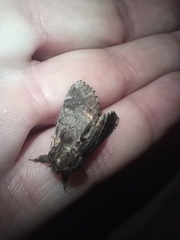 Notodonta dromedarius