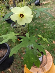 Abelmoschus esculentus