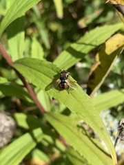 Gymnoclytia