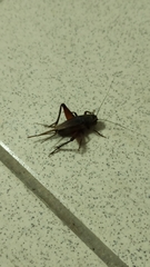 Teleogryllus occipitalis