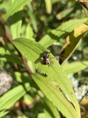 Gymnoclytia
