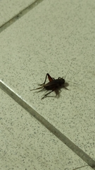 Teleogryllus occipitalis