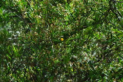 Vachellia aroma