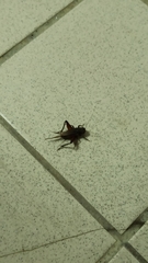 Teleogryllus occipitalis