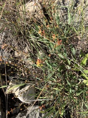 Galphimia angustifolia