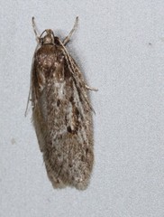 Acantholena siccella