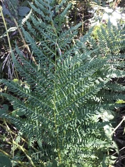 Athyrium filix-femina