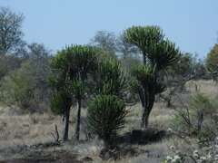 Euphorbia confinalis