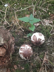 Chlorophyllum rhacodes