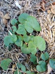Dichondra carolinensis