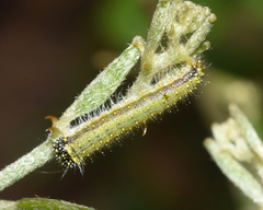 Belenois creona severina