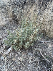 Atriplex confertifolia