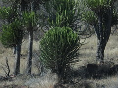 Euphorbia confinalis