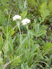 Antennaria anaphaloides