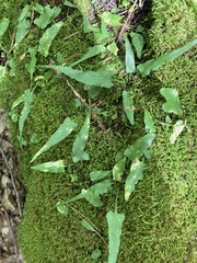 Asplenium rhizophyllum