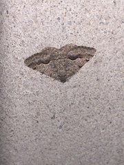 Frederickia s-signata