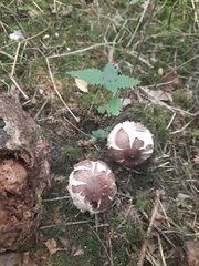 Chlorophyllum rhacodes