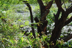Vachellia aroma