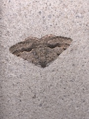 Frederickia s-signata