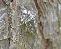 Chalcophora mariana