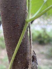 Gonolobus suberosus