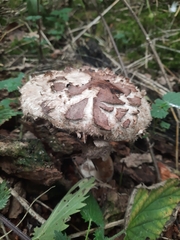 Chlorophyllum rhacodes