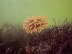 Eudistylia polymorpha