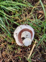 Agaricus campestris