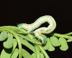 Chiasmia brongusaria